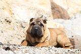 SHAR-PEI 295